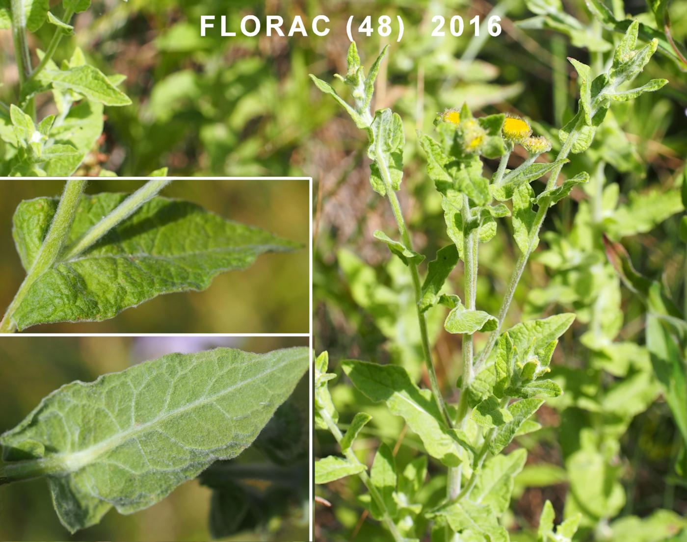 Fleabane leaf